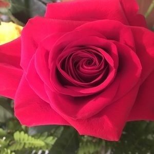 Meet your Posher, Wilma